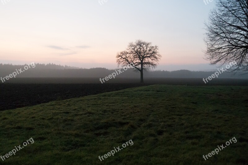 Tree Arable Abendstimmung Landscape Field