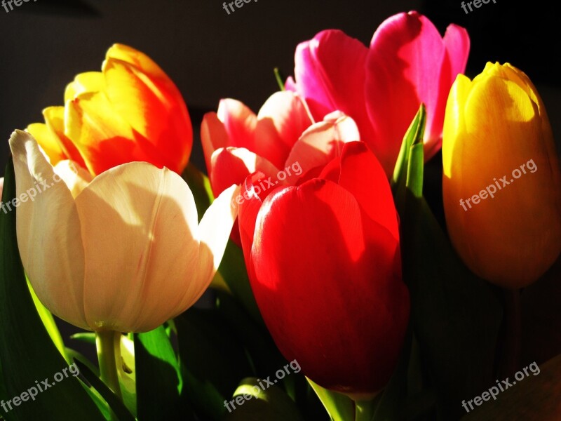 Tulips Light And Shadow Flowers Spring Flower Color