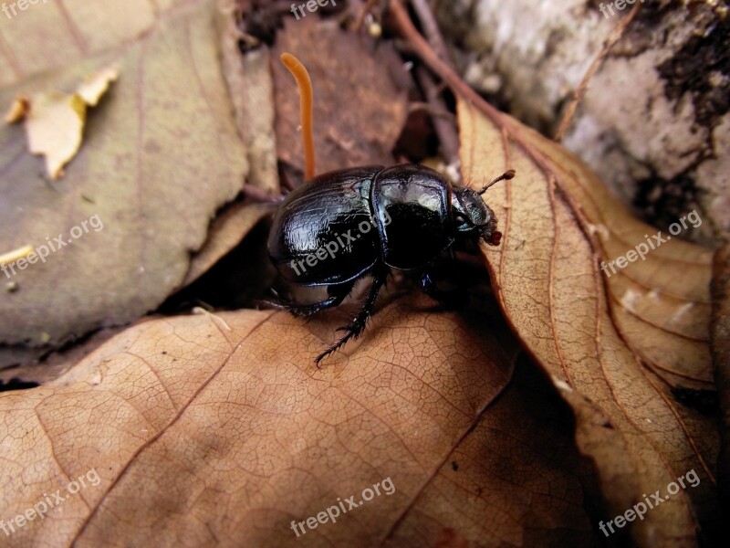 Forest Worm The Beetle Beetle Foliage