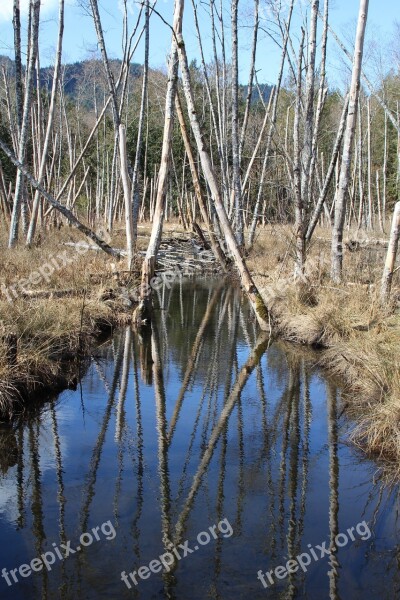 Streams Reflect Reflections Wood Winter