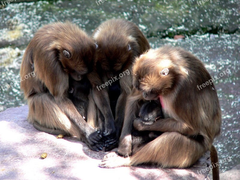 Ape Monkey Baby Monkey Family Free Photos