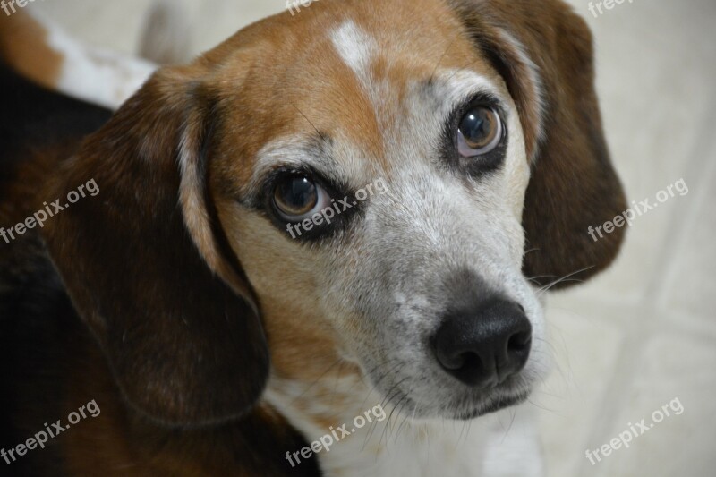 Beagle Dog Canine Portrait Cute