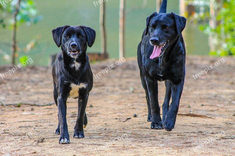 Black Dog Two Dogs Adult Dog Puppy Forest