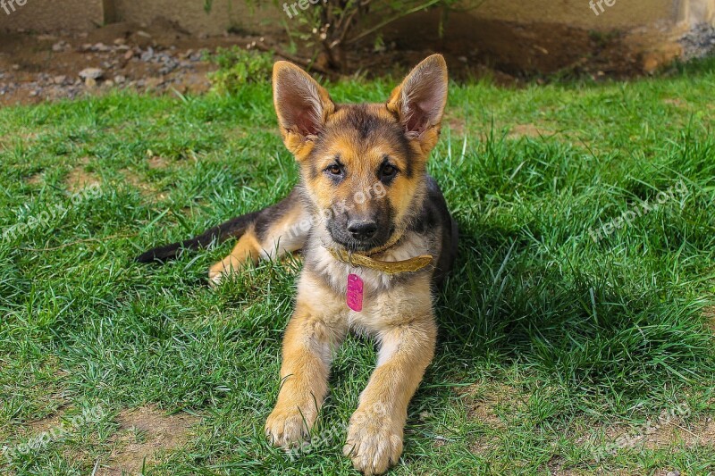 German Shepherd Dog Sila Bitch German Shepherd Grass Lying Dog