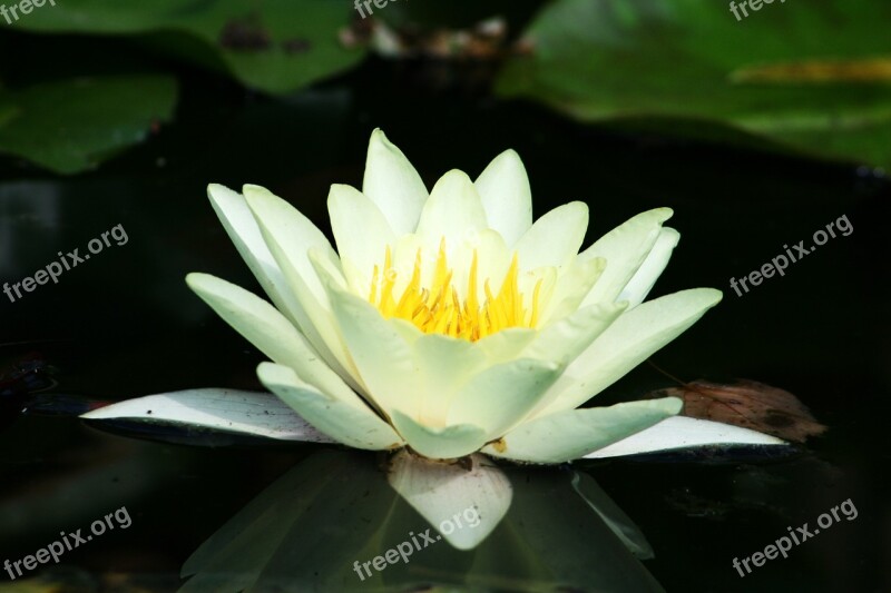 Water Lily Flower Plant Nature Water