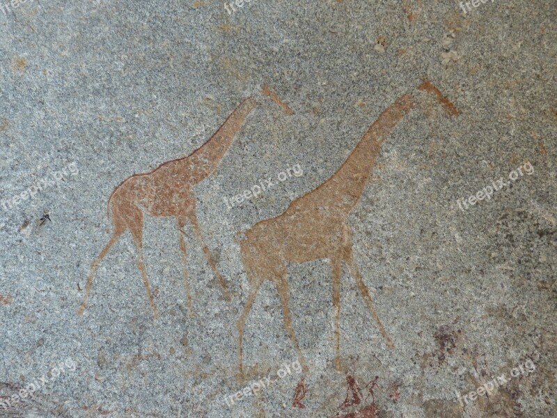 Giraffes Clips Painting Matobo Zimbabwe Free Photos