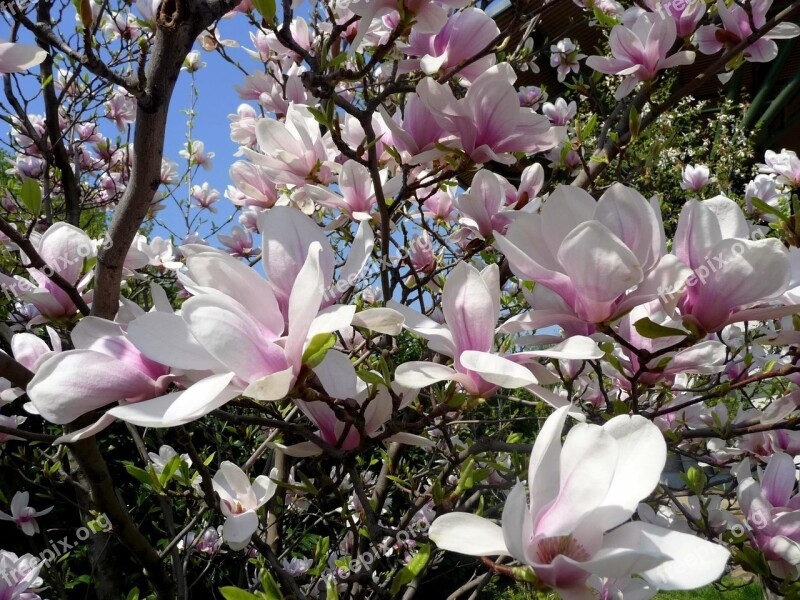 Spring Tulip Tree Magnolia Wood Blooms At