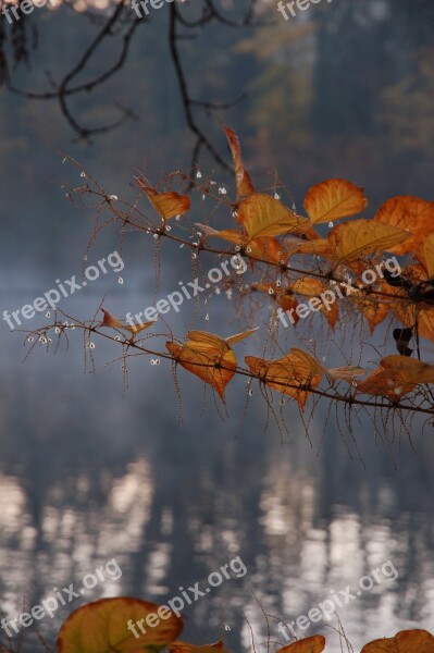 Autumn Leaves Lake Golden Autumn Fall Foliage