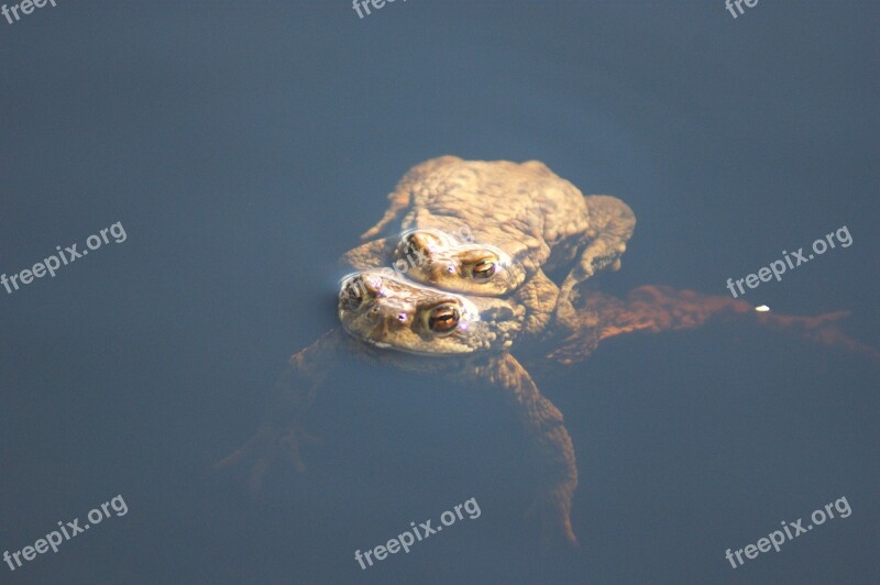 Animal Water Toad Amphibians Pairing