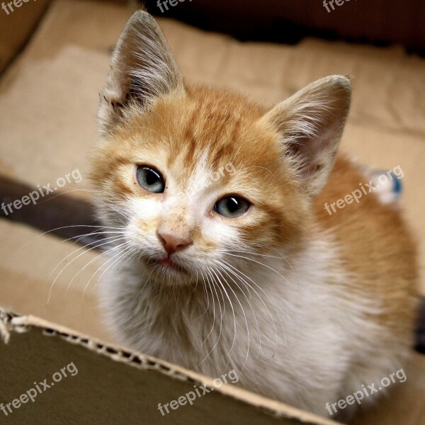 Cat Kitten Morocco Ginger Fur Box