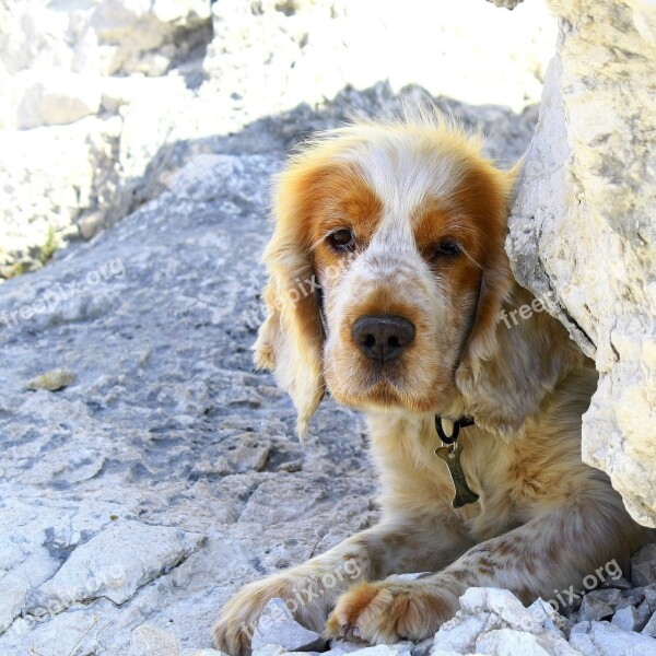 Dog Cocker Hunting Dog English Free Photos