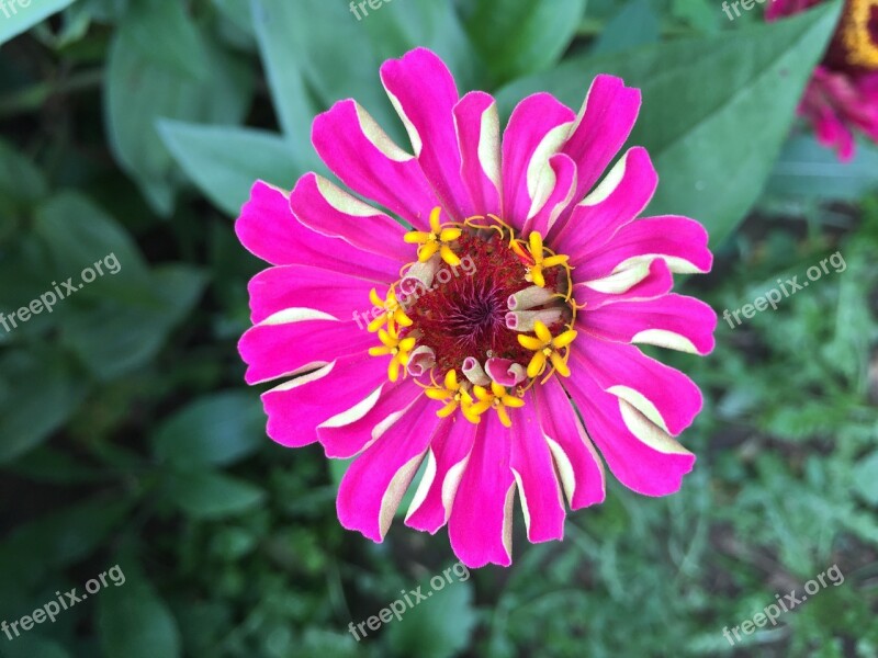 Zinnia Flowers Nature Crape Myrtle Pink Petals