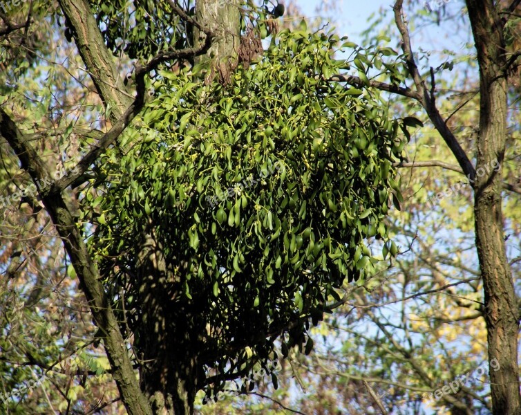 Mistletoe Foliage The Parasite Nature Tree