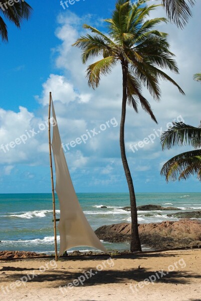 Brazilwood Salvador De Bahia Beach Landscape Coconut Trees