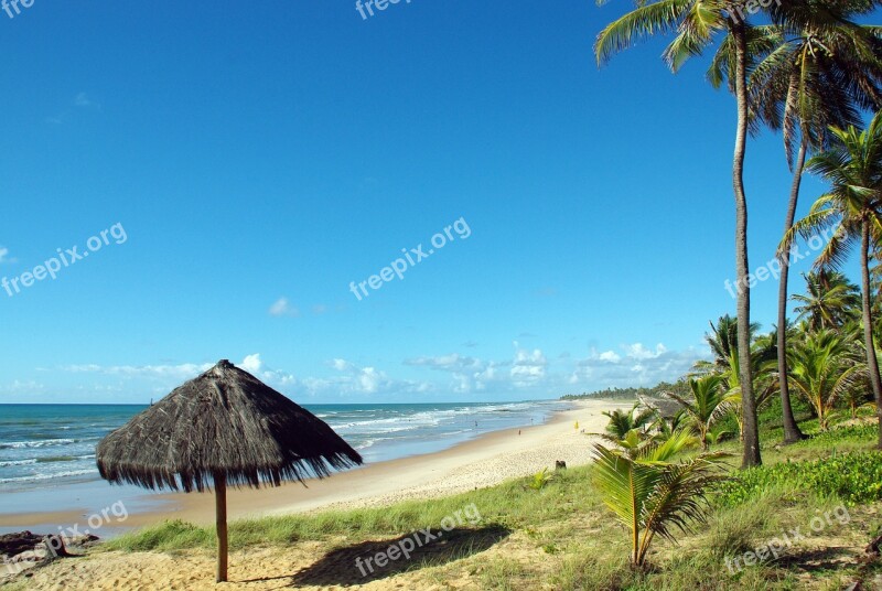 Brazilwood Salvador De Bahia Beach Landscape Coconut Trees