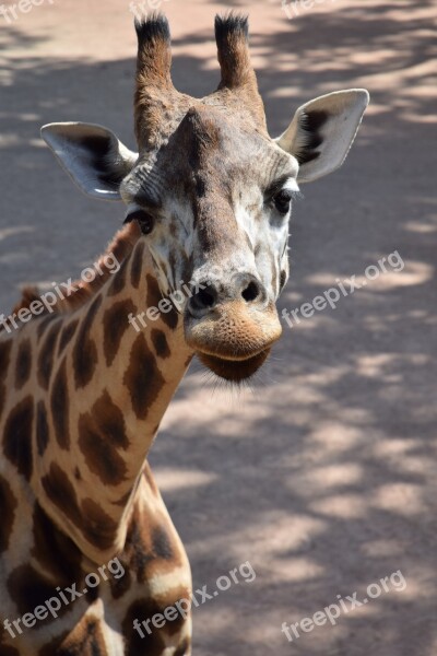 Giraffe Nature Animals Free Photos