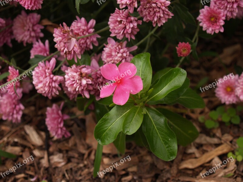 Flowers Nature Pink Plant Flower Background