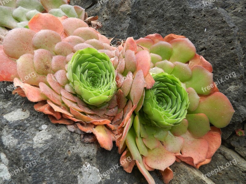 Succulents Nature Flora Alpines Free Photos