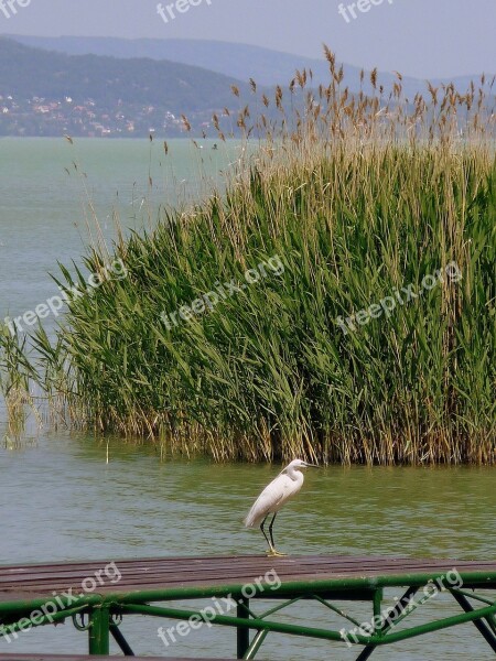 Lake Balaton Bird Nature Water Lake