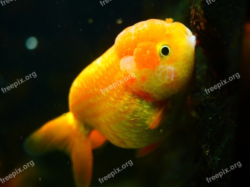 Goldfish Animal Fish Fish Tank Free Photos