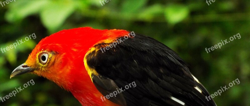 Uirapuru Birds Of Brazil Birds Red Bird Animal