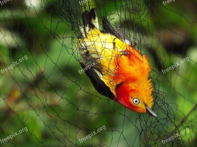 Birds Brazil Uirapuru Mist Net Animals