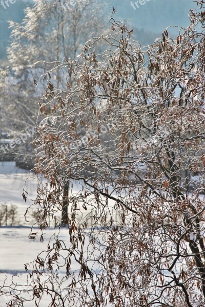 Snowy Pasture Wintry Snow Ice And Snow Willow Tree