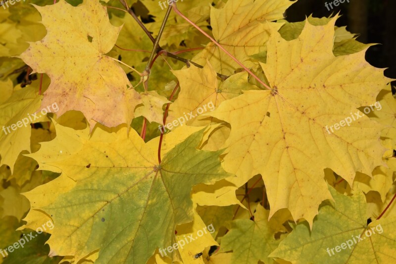 Nature Autumn Maple Leaves Free Photos