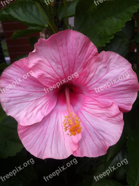 Pink Flower Flower Beautiful Flowers Hibiscus Free Photos