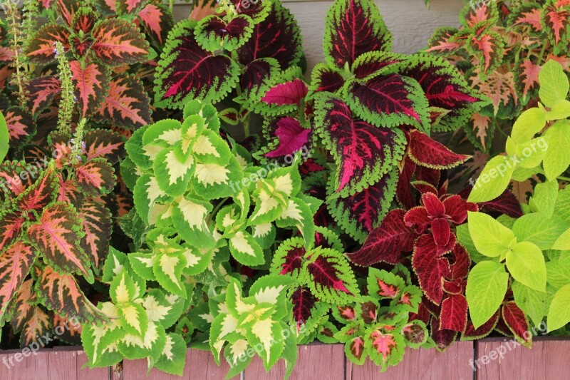 Flower Boxes Color Colorful Box Flower