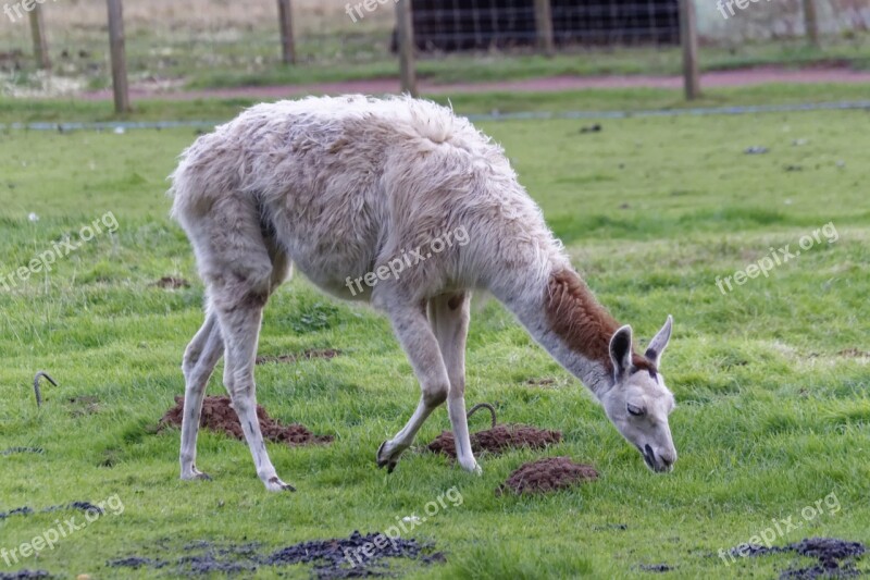 Llama Animal Mammal Nature Farm