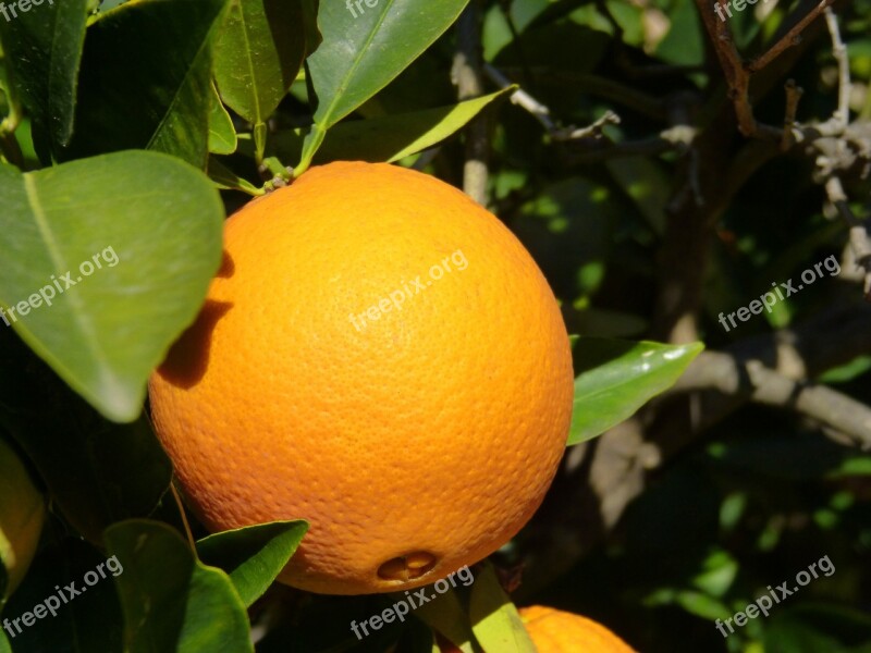 Orange Tree Naranjo Free Photos