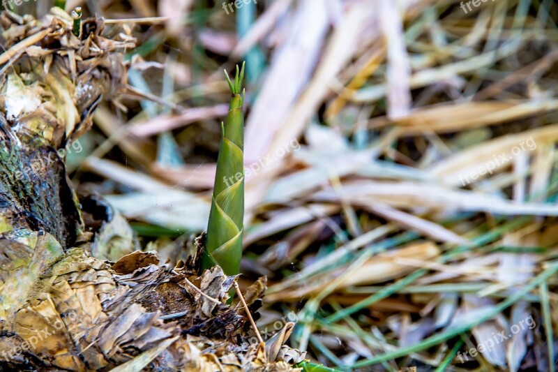 Bamboo Bamboo Shoot Free Photos