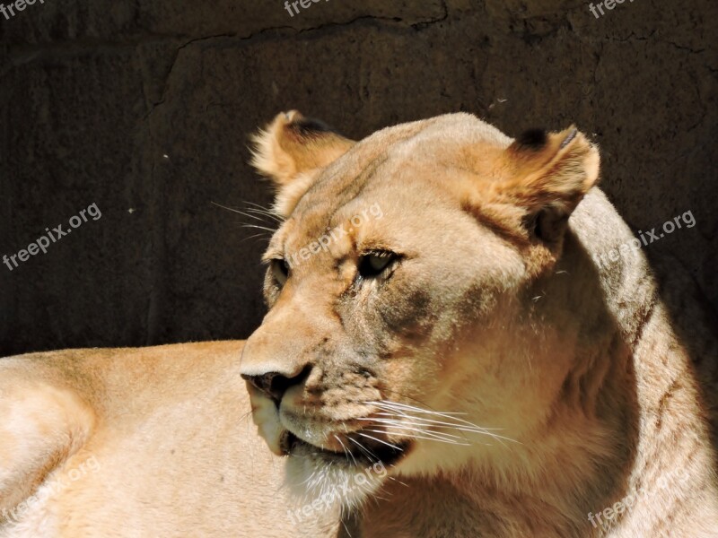 Lion Female Nature Wildlife Mammal