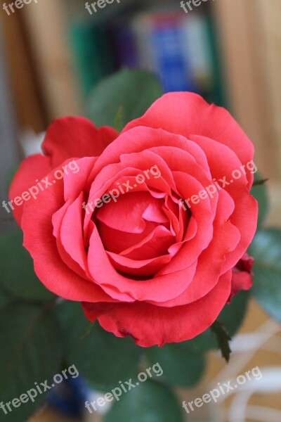 Rose Flower Red Rose Petals Free Photos