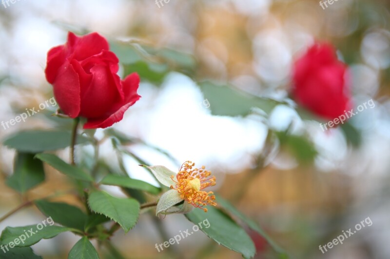 Rose Red Roses Flowers Red Beautiful