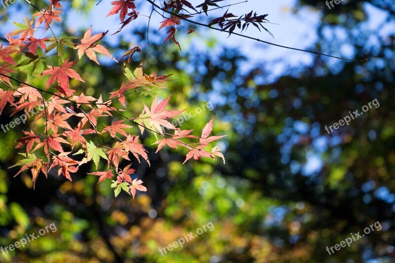 Japan Autumnal Leaves Autumn Fall Of Japan Natural