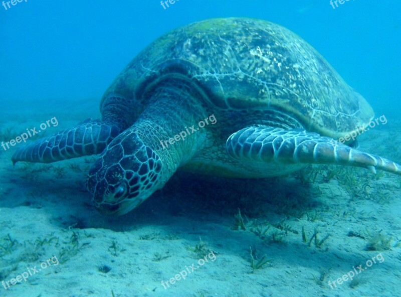 Turtle Sea Turtle Egypt Marsa Mubarak Devilfish