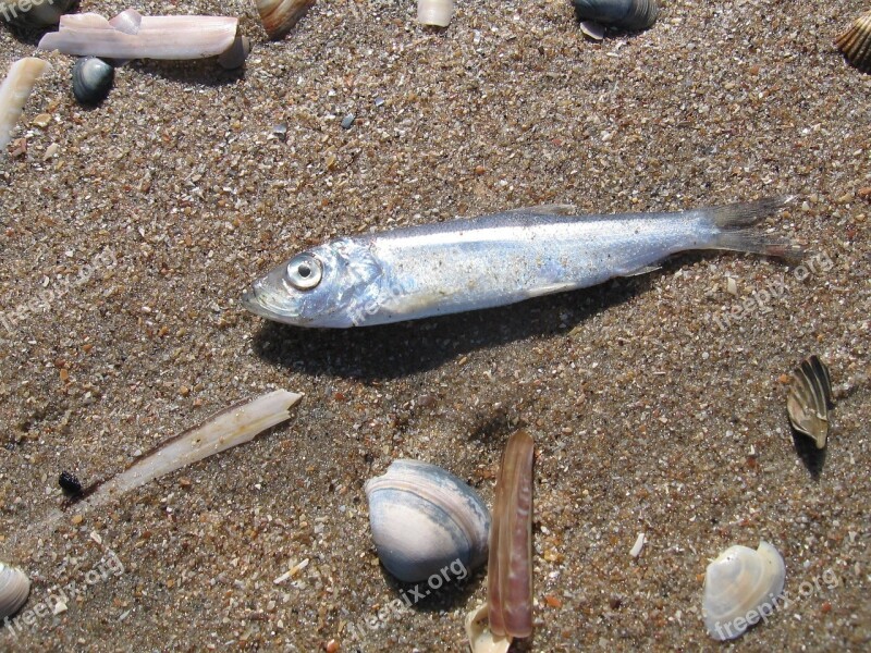 Fish Sea Shells Beach Sand