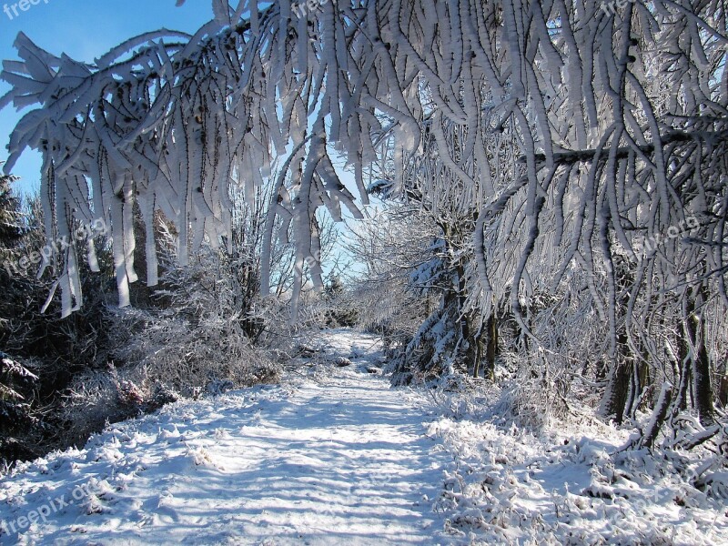 Winter Forest Snow Landscape Tree