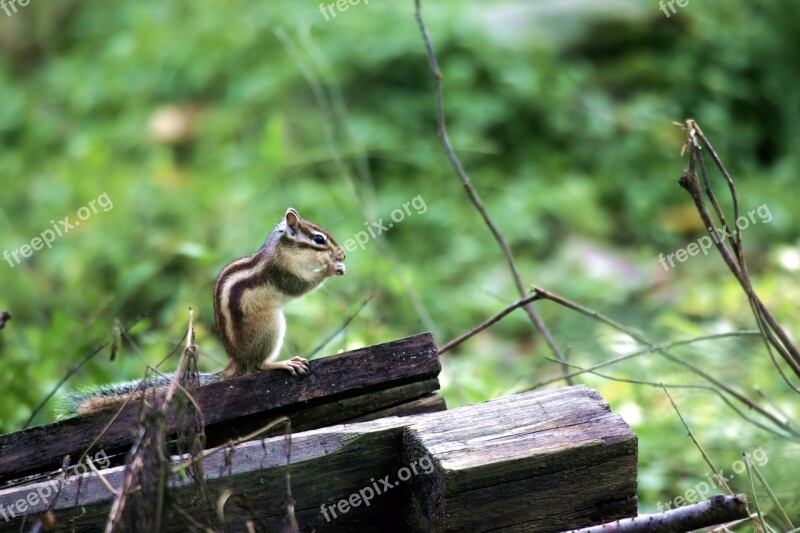 Squirrel Rodents Nature Animal Siberian Chipmunk