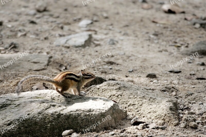 Squirrel Rodents Nature Animal Siberian Chipmunk