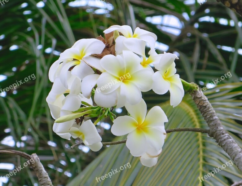 Cambodia Angkor Frangipani White Yellow