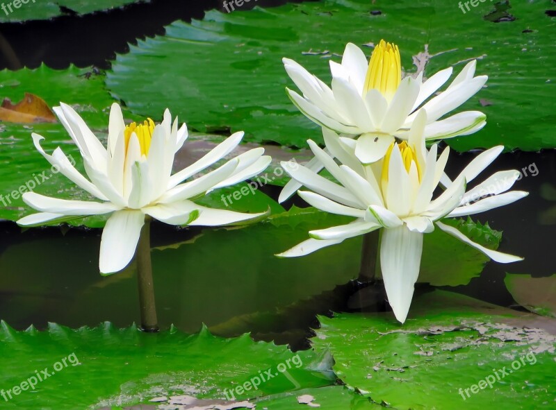 Viet Nam Lotus White Basin Flower