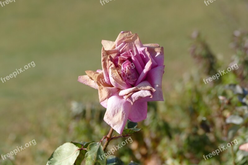 Rose Faded Autumn Flower Nature