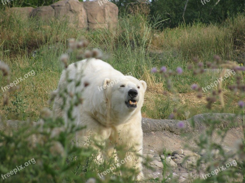 Polar Bear Roar Growl White Beast