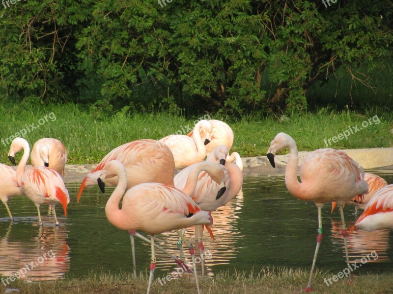 Pink Flamingo Flock Bathing Water Tropical