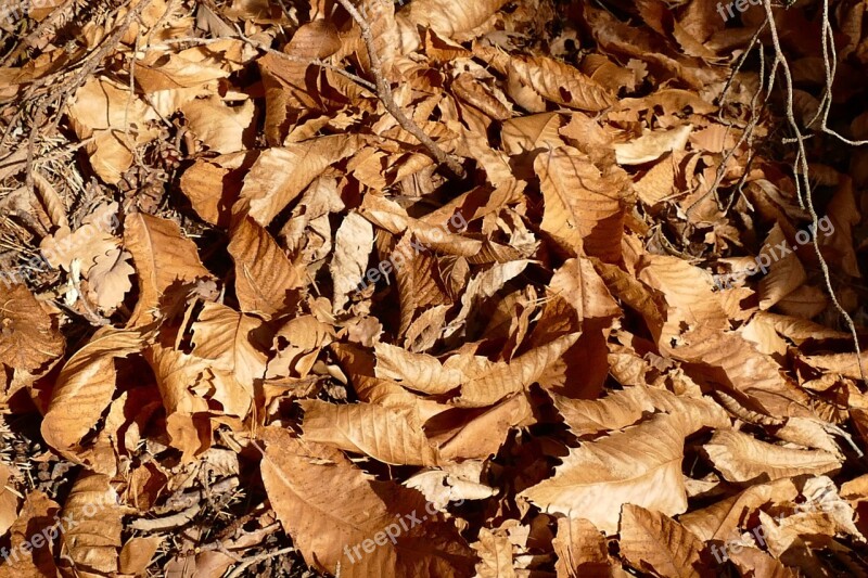 Leaves Autumn Dry Nature Leaves Brown