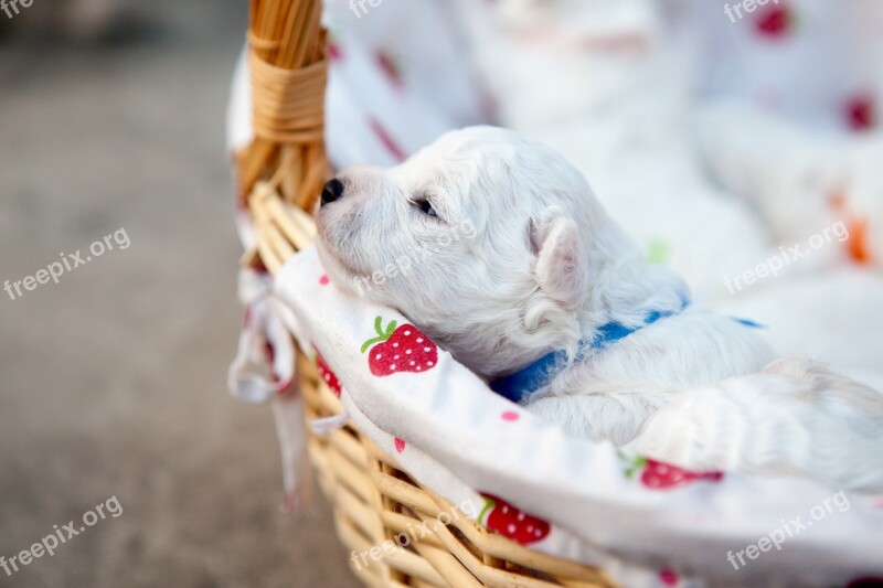 Bichón Puppy Pets Baby New Students