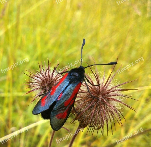 Insect Red Beetle Dandelion Summer